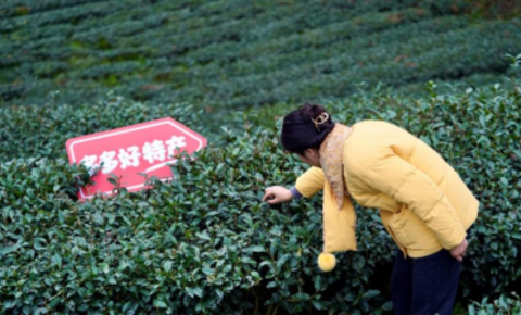 拼多多发布Q1财报，陈磊：全力推进品牌自营业务，三年再造一个拼多多
