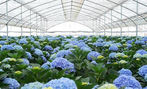 一个夏天卖出200万枝，绣球花生意要从源头讲起