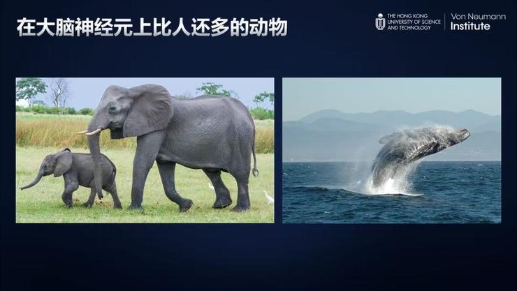 贾佳亚教授：模型不必一味求大！优化神经元连接方式同样是智能跃升的「关键密码」丨GAIR 2025