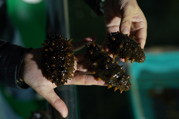 拼多多发布《2025农产品上行半年报》:“多多好特产”加码扶持农货商家,农产品销量同比增长47%