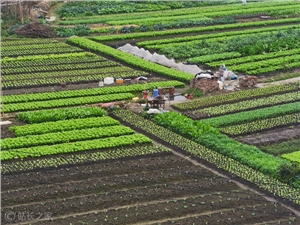 农业AI新突破！全球首个梨产业大模型“棃想”与首个大豆大模型“丰菽”在安徽合肥正式发布