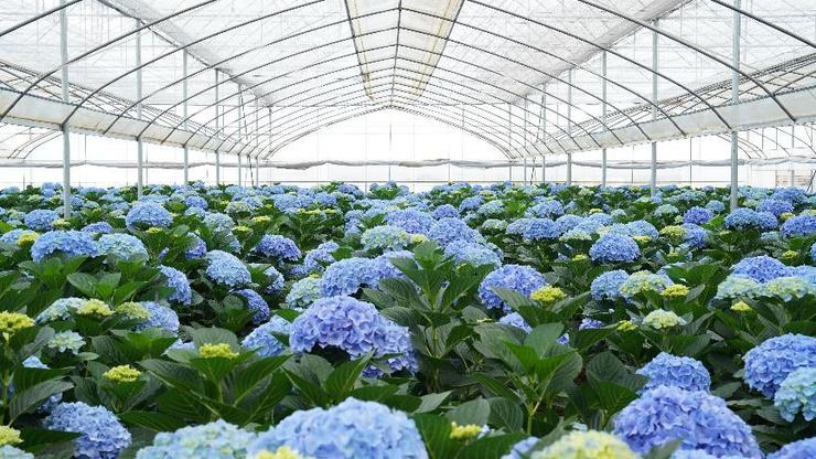 一个夏天卖出200万枝，绣球花生意要从源头讲起